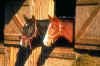 image2.jpg (28255 Byte)