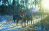 image3.jpg (34634 Byte)